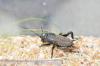 Gryllus campestris
